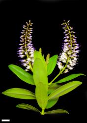 Veronica saxicola. Flowering sprig. Scale = 10 mm.
 Image: P.J. Garnock-Jones © P.J. Garnock-Jones CC-BY-NC 3.0 NZ